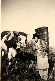 Papa avec le boeuf pendant les vendanges