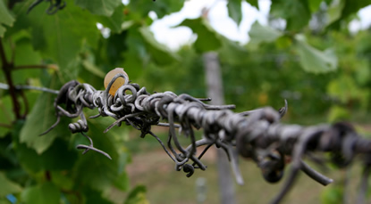 Pinot Blanc 2009
